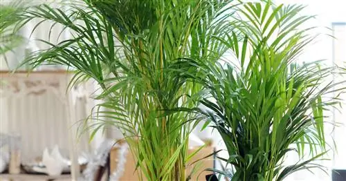 Золотая фруктовая пальма, пальма Арека