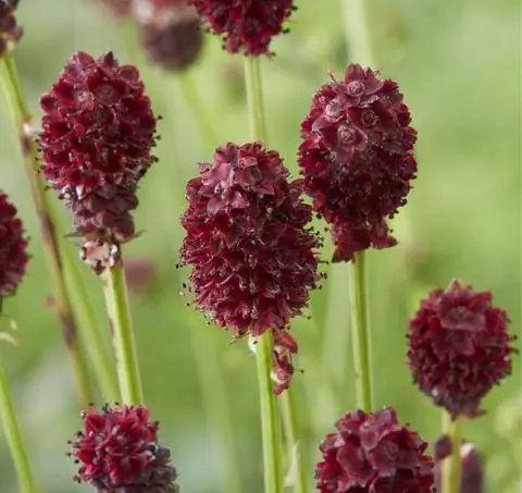 Sanguisorba officinalis 'Tanna'