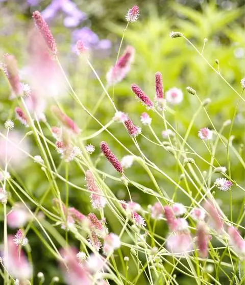 Sanguisorba officinalis 'Pink Tanna'