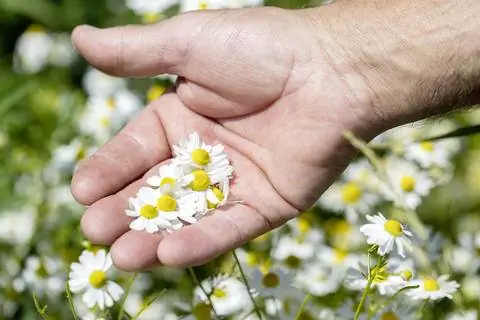 Соберите цветы ромашки