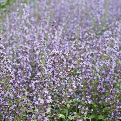 Calamintha nepeta 'Голубое облако'
