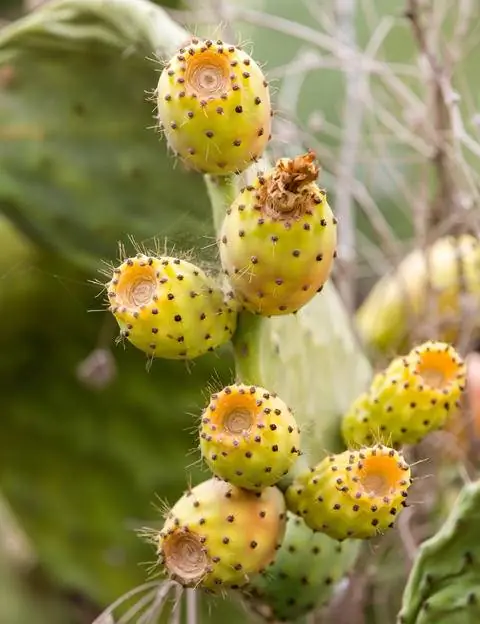 Плоды Opuntia ficus-indica