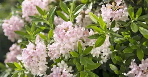 Рододендрон карликовый 'Bloombux