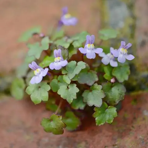 Wallflowers, cynomolgus в стыке тротуара