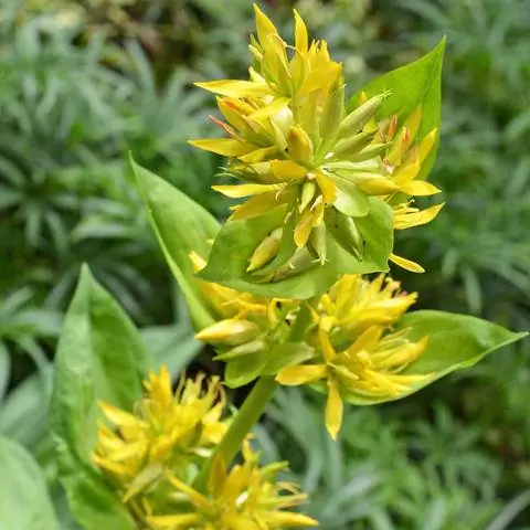 Цветы горечавки желтой (Gentiana lutea)