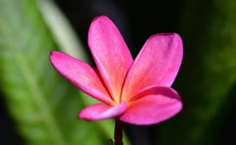 Франжипани (Plumeria rubra)