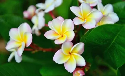 Плюмерия 'Божественная'