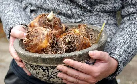 Луковицы лилии хохлатой, лилии ананасовой