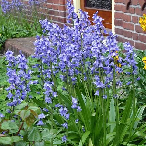 Hyacinthoides hispanica 'Excelsior'