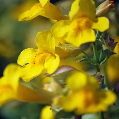 Цветки цветка жонглера (Mimulus luteus)