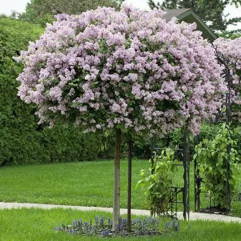 Сирень карликовая Syringa meyeri 'Palibin' стандарт