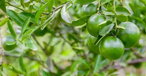 Ки-лайм, Лаймовое дерево