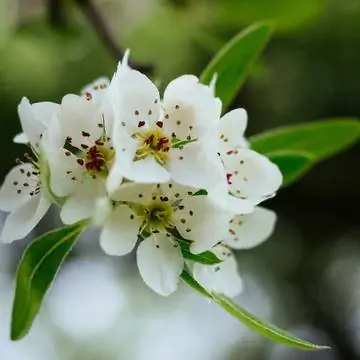 Цветы груши ивовой (Pyrus salicifolia)