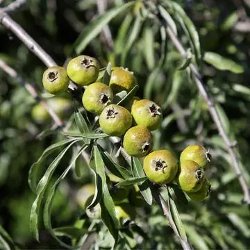 Плоды груши иван-листной (Pyrus salicifolia)