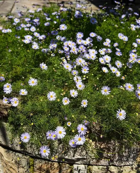 Голубая маргаритка (Brachyscome iberidifolia)