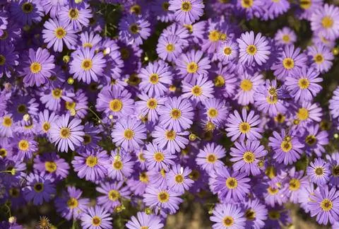 Brachyscome iberidifolia 'Purple Splendor'