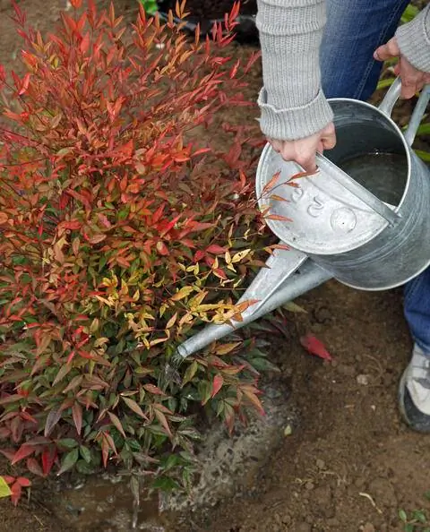 Вода домашняя нандина