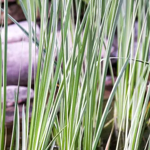 Аир аир 'Variegatus'