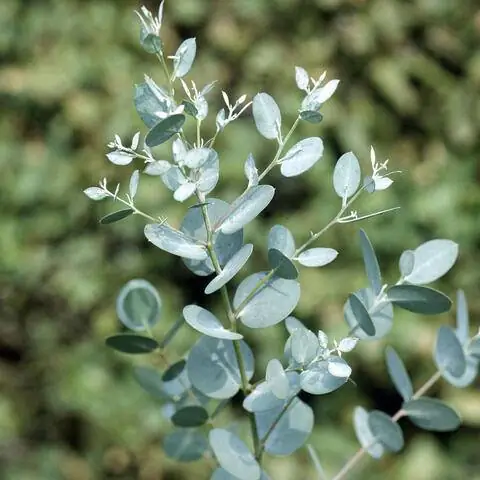 Листья сидровой камеди (Eucalyptus gunnii)