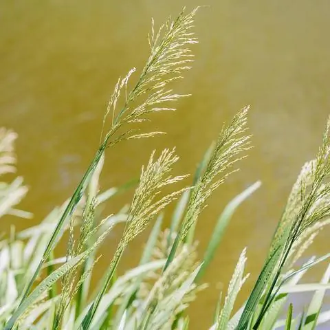 шлейфы воды