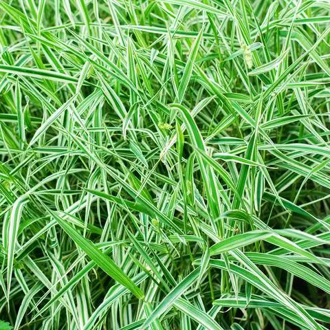 Сорт водяного пара ‘Variegata
