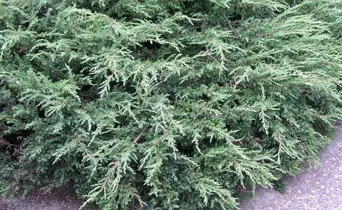 Можжевельник ползучий (Juniperus communis 'Hornibrookii')