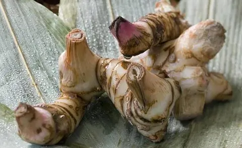 Корневища калгана