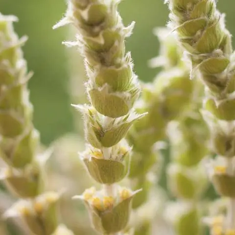 Цветы Sideritis scardica