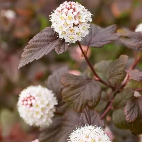 Барабанная перепонка мочевого пузыря Physocarpus opulifolius 'Lady in Red'