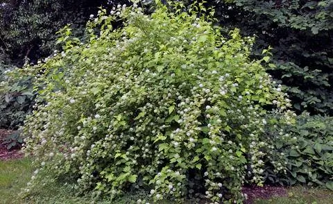 Physocarpus opulifolius 'Luteus'