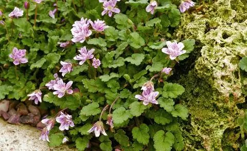 Heron's Bill Erodium x переменная 'Flore Pleno'