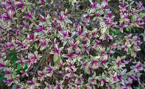 Пестролистная кустовая вероника сорта 'Purple Shamrock' Пестролистная кустовая вероника сорта 'Purple Shamrock'