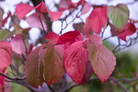 красные осенние краски Cornus Venus красные осенние краски Cornus Venus