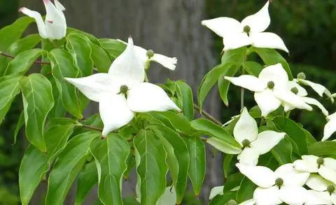 Цветущий кизил Cornus 'Venus' Цветущий кизил Cornus 'Venus'