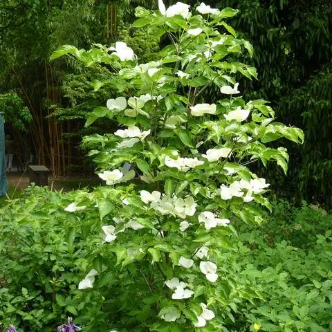 Cornus 'Venus' как пасьянс Cornus 'Venus' как пасьянс