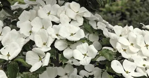 Цветущий кизил 'Venus