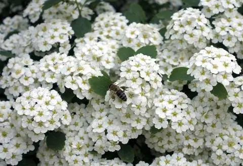 Спирея весенняя (Spiraea thunbergii) Спирея весенняя (Spiraea thunbergii)