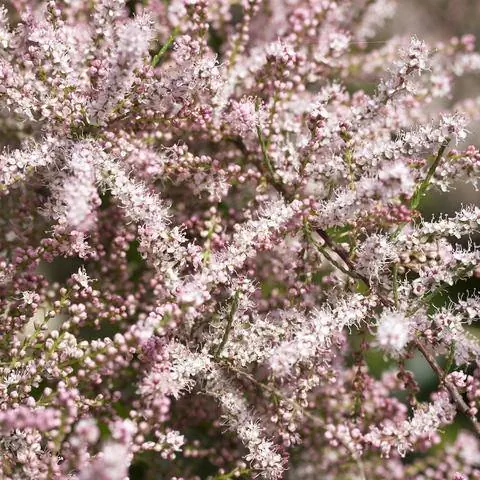 Тамариск летний сорт 'Pink Cascade' Тамариск летний сорт 'Pink Cascade'