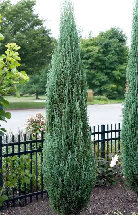 Juniperus scopulorum сорт 'Blue Arrow'