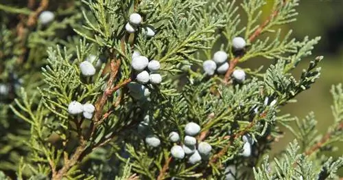 Можжевельник кипарисовый, Можжевельник скалистый