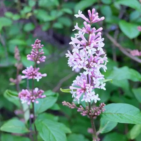 Цветочные метелки венгерской сирени