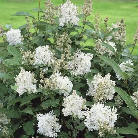 Венгерский сорт сирени 'Holger'