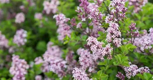 Венгерская сирень