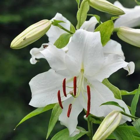 Восточная лилия 'Casa Blanca'