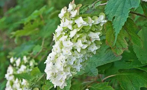 Белые цветоносы дуболистной гортензии