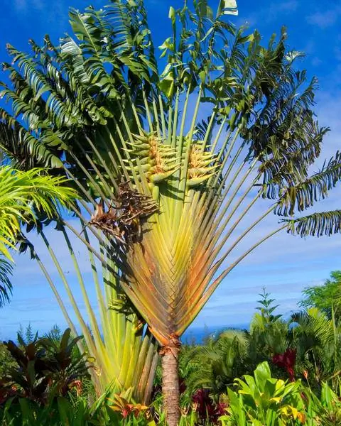 Габитус Древо Путешественников