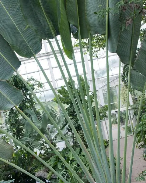 Дерево путешественника