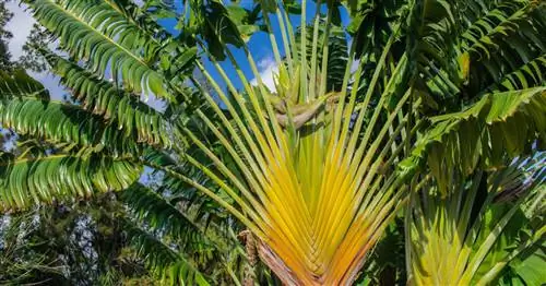 Дерево Путешественников