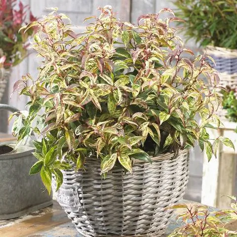 Leucothoe fontanesiana Makijaz