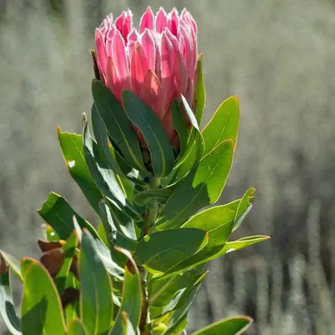 Цветок протеи в стадии бутона